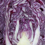 red cabbage c sect 1200 OL