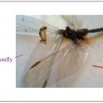 studio dragonfly