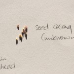 C seedcase-unk-0169-wbd b