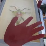 Bugs & Hand