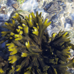 seaweed for journal