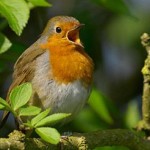 singing robin (2)