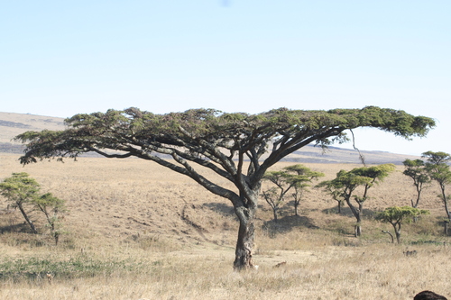 Acacia Tree Sap