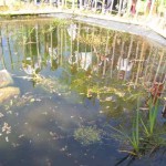 Crossmaglen pond – 059