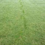 grass footprints