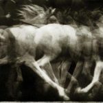 horse-800px-etienne-jules_marey_cheval_blanc_monte_1886_locomotion_du_cheval_experience_4_chronophotographie_sur_plaque_fixe_negatif