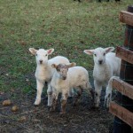 cheeky lambs